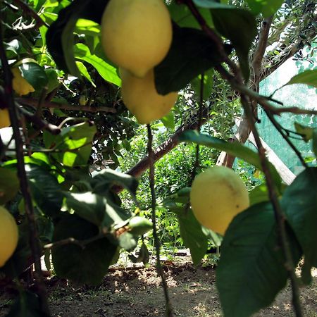 Agriturismo Nonno Luigino فيكو إيكوينس المظهر الخارجي الصورة