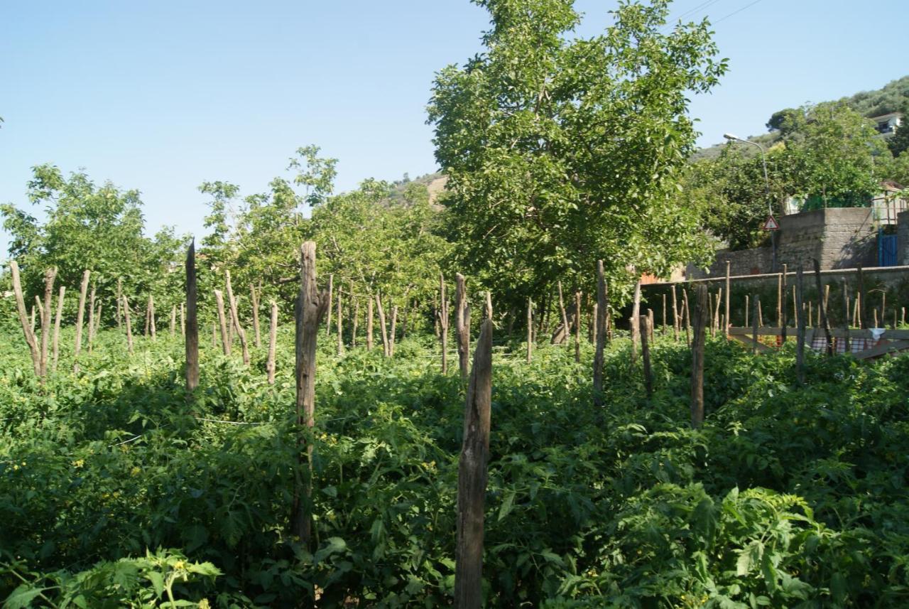 Agriturismo Nonno Luigino فيكو إيكوينس المظهر الخارجي الصورة